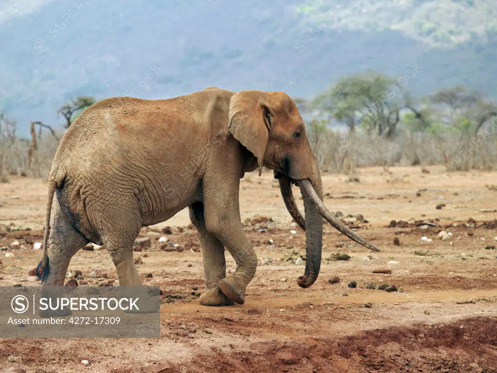 A fine old bull elephant in Tsavo West National Park, Kenya