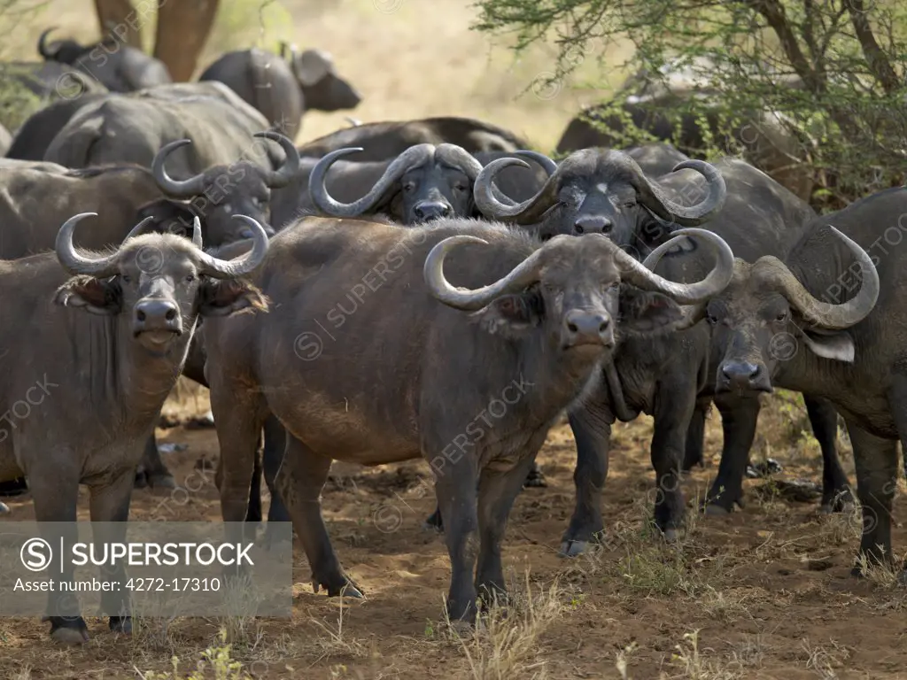 A herd of Cape Buffalo in Tsavo West National Park, Kenya