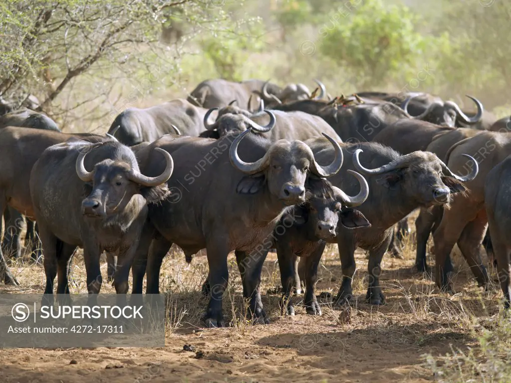 A herd of Cape Buffalo in Tsavo West National Park, Kenya