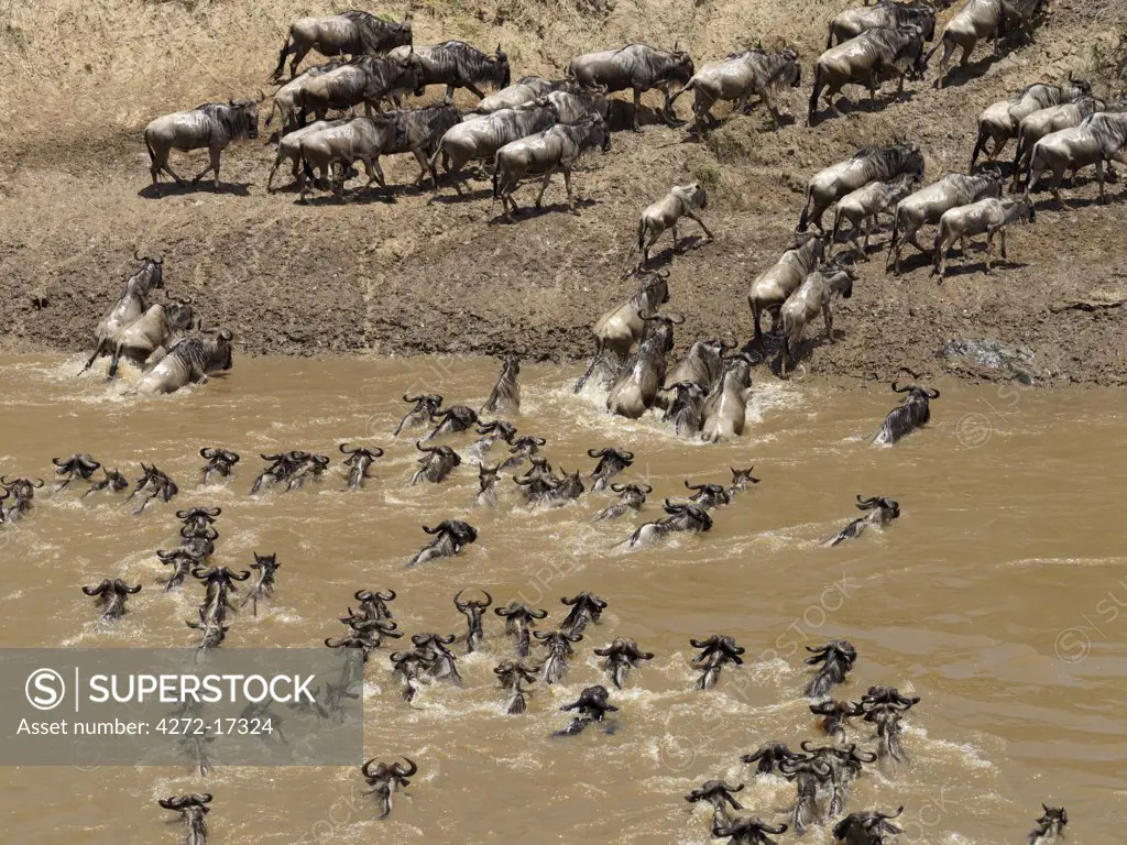 Wildebeest swimming across the Mara River during their annual migration to Masai Mara Game Reserve.