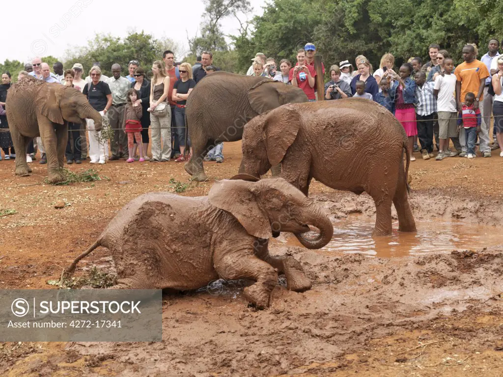 Visitors watch baby orphaned elephants play in a mudbath during the daily open hour at the headquarters of the David Sheldrick Wildlife Trust at Mbgathi in Nairobi National Park.