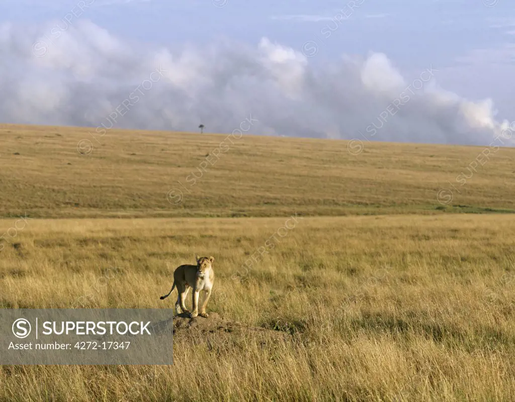 A lioness stands on a termite mound to get a better view of her surroundings in the Masai Mara Game Reserve, Kenya
