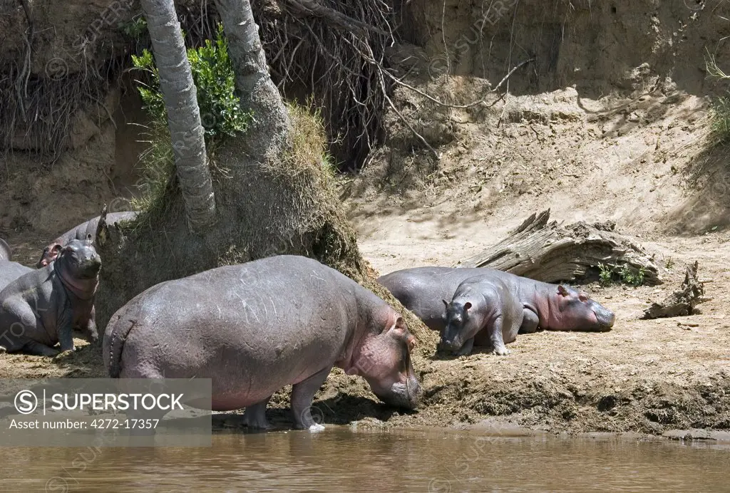 Hippos basking on the banks of the Mara River.