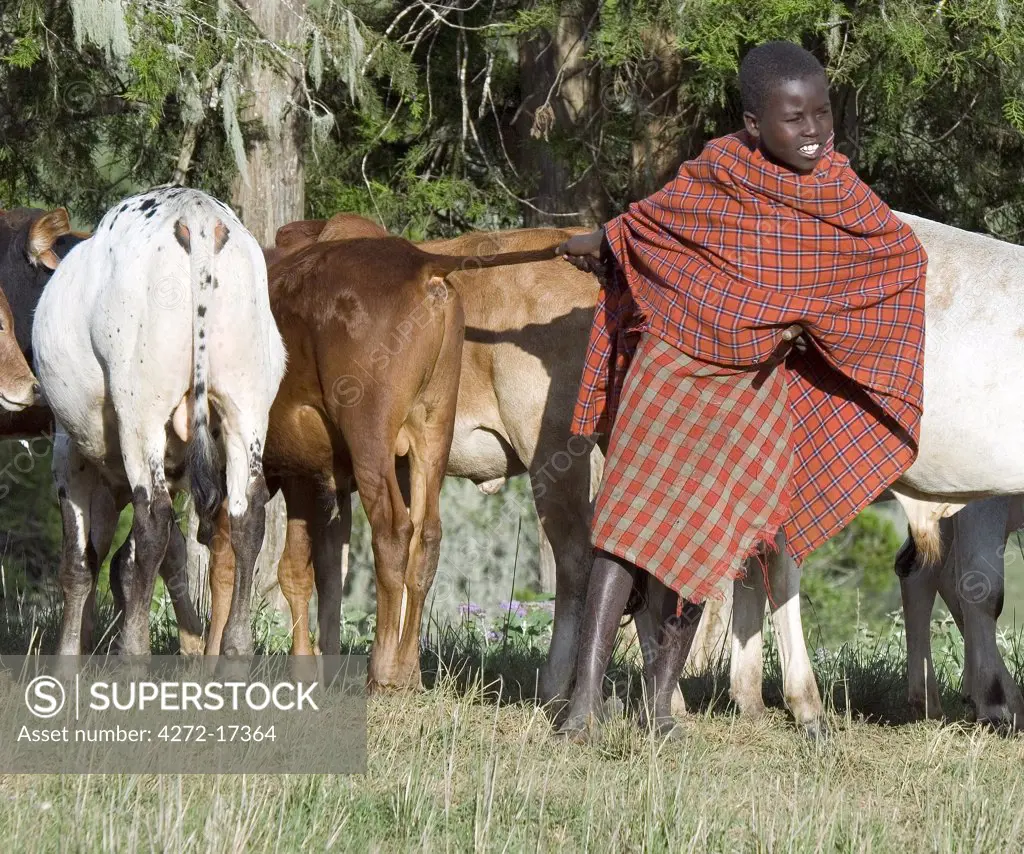 Samburu boy and cattle, Samburu, Kenya