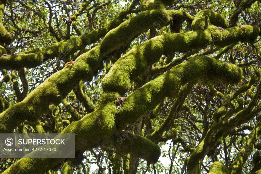 Kenya, Kenya Highlands. Moss growing on Hagenia trees (Hagenia abyssinica) at over 10,000 feet above sea level on the moorlands of the Aberdare Mountains.