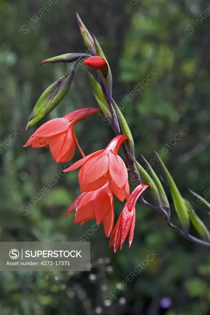 Kenya, Kenya Highlands. A wild gladiolus (Gladiolus watsonioides) growing at over 10,000 feet above sea level on the moorlands of the Aberdare Mountains.