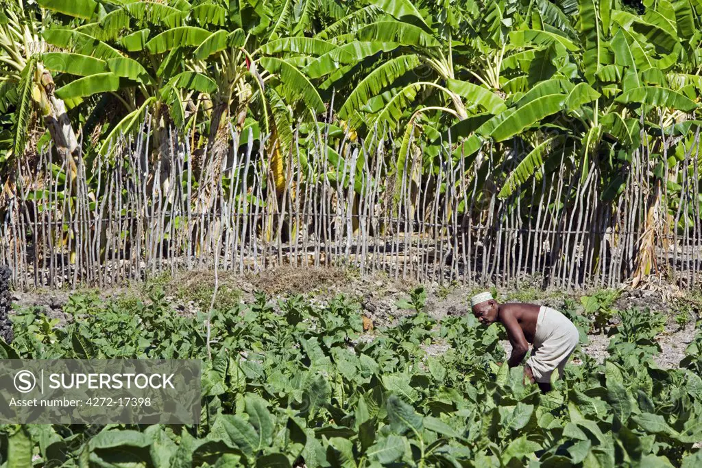 Kenya, Lamu archipelago, Pate Island. A man on Pate Island tends his smallholding planted with tobacco. Bananas grow beyond the fence.