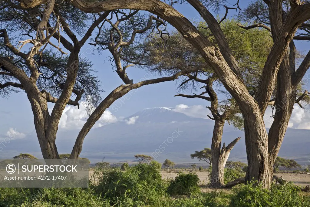 Kenya, Amboseli, Amboseli National Park. Mount Kilimanjaro framed by large acacia trees (Acacia tortilis) in the Amboseli National Park.