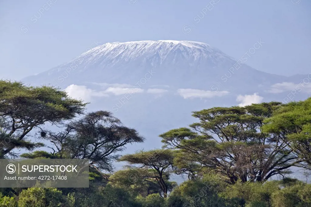 Kenya, Amboseli, Amboseli National Park. Majestic Mount Kilimanjaro towering above large acacia trees (Acacia tortilis) in Amboseli National Park.