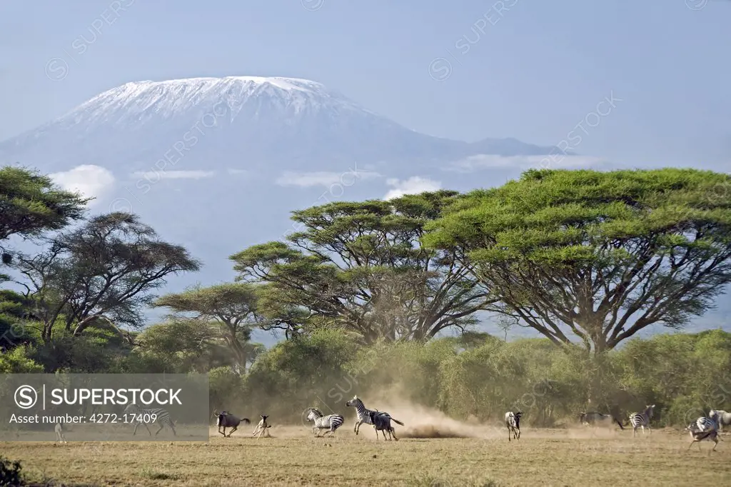 Kenya, Amboseli, Amboseli National Park. Animals run away from a predator with majestic Mount Kilimanjaro towering above large acacia trees (Acacia tortilis) in Amboseli National Park.
