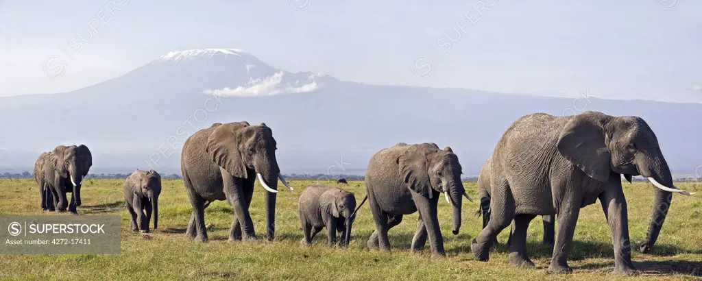 Kenya, Amboseli, Amboseli National Park. A line of elephants (Loxodonta africana) move to Amboseli swamp with majestic Mount Kilimanjaro towering in the background.