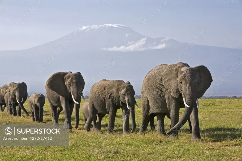 Kenya, Amboseli, Amboseli National Park. A line of elephants (Loxodonta africana) move to Amboseli swamp with majestic Mount Kilimanjaro towering in the background.