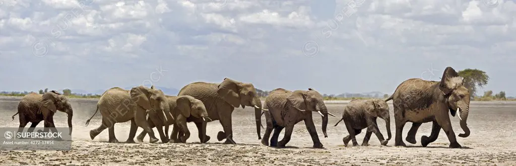 Kenya, Amboseli, Amboseli National Park. A herd of elephants (Loxodonta africana) moves swiftly across open country at Amboseli.