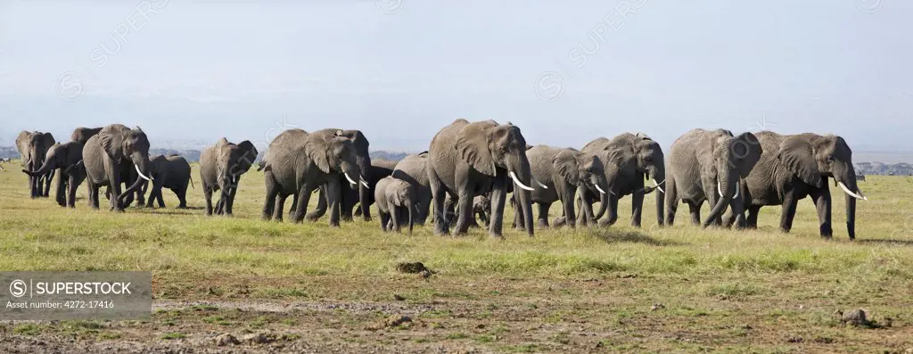 Kenya, Amboseli, Amboseli National Park. A large herd of elephants (Loxodonta africana) moving across open plains to the Amboseli swamp area.