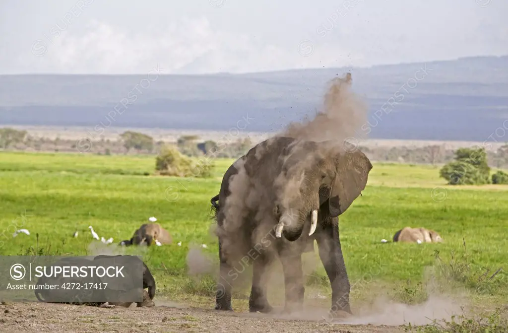 Kenya, Amboseli, Amboseli National Park. An elephant (Loxodonta africana) dusting itself on the edge of the Amboseli swamp area.