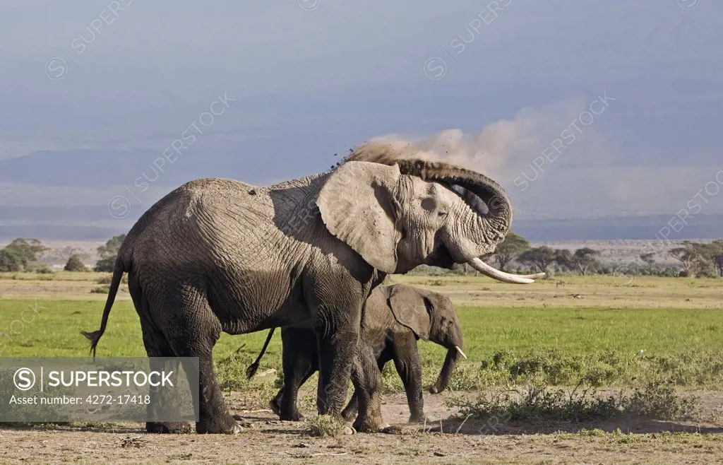 Kenya, Amboseli, Amboseli National Park. An elephant (Loxodonta africana) dusting itself on the edge of the Amboseli swamp area.