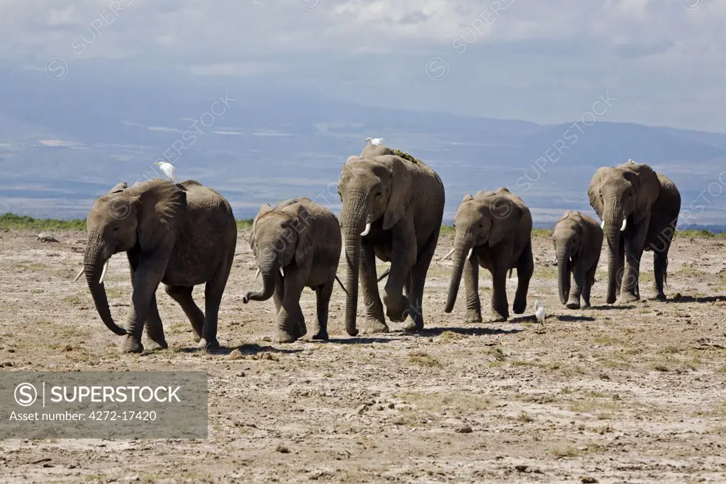 Kenya, Amboseli, Amboseli National Park. A line of elephants (Loxodonta africana) moves swiftly across open country at Amboseli accompanied by cattle egrets.