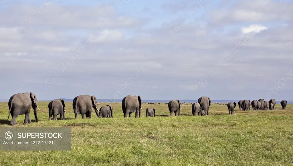 Kenya, Amboseli, Amboseli National Park. A line of elephants (Loxodonta africana) heading towards the swamp at Amboseli National Park.