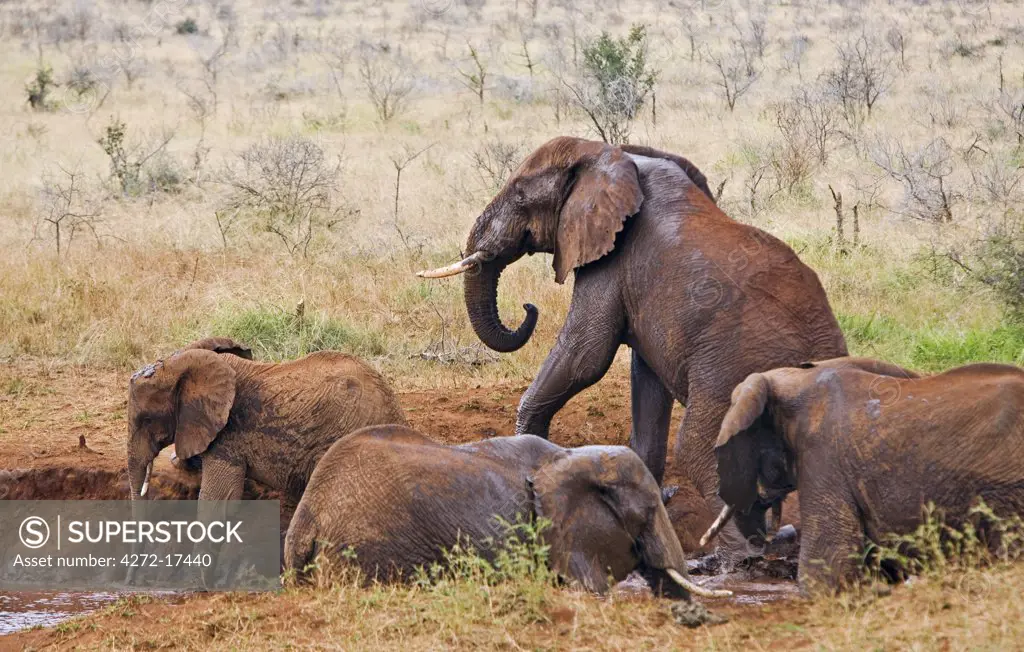 Kenya, Tsavo West National Park. Elephants (Loxodonta africana) at a natural waterhole in Tsavo West National Park. The red hue of their thick skin is the result of them dusting themselves with the distinctive red soil of the area.