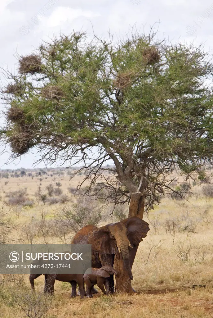 Kenya, Tsavo West National Park. A cow elephant rubs herself on the trunk of a tree in Tsavo West National Park while her offspring stand nearby. The red hue of their thick skin is the result of them dusting themselves with the distinctive red soil of the area.