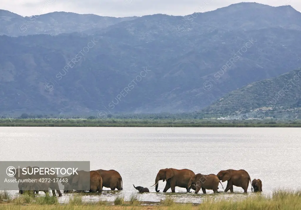 Kenya, Tsavo West National Park. A herd of elephants (Loxodonta africana) drinks and frolics in Lake Jipe with the Pare Mountains dominating the landscape. The red hue of their thick skin is the result of them dusting themselves with the distinctive red soil of the area.