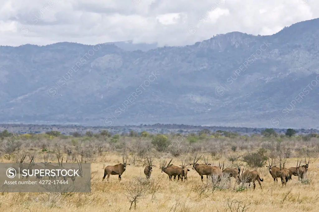 Kenya, Tsavo West National Park. A herd of fringe-eared oryx on the arid plains of Tsavo West National Park with the Pare Mountains dominating the landscape.