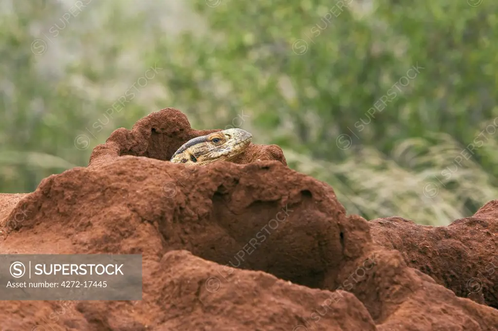 Kenya, Tsavo West National Park. A white-throated savanna monitor lizard peeps out of its home made in an old termite mound.