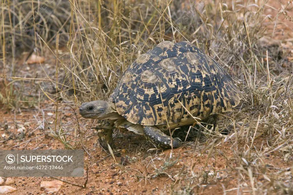 Kenya, Tsavo West National Park. A leopard tortoise (Geochelone pardalis) in Tsavo West National Park.