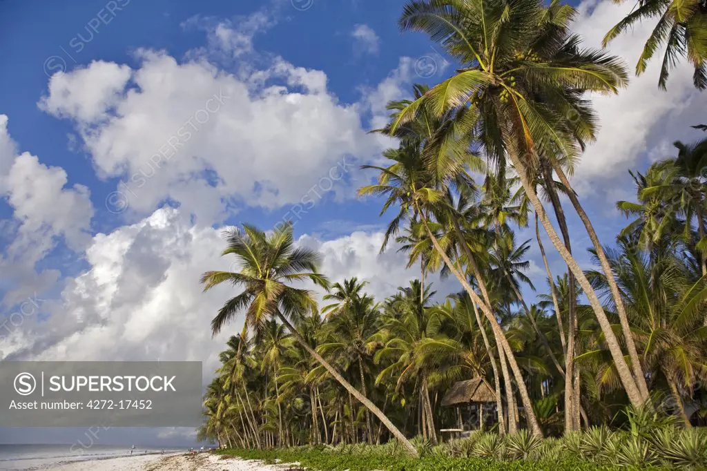 Kenya, Kwale District, Diani Beach. Coconut palms beside the Indian Ocean at Diani Beach, south of Mombasa.