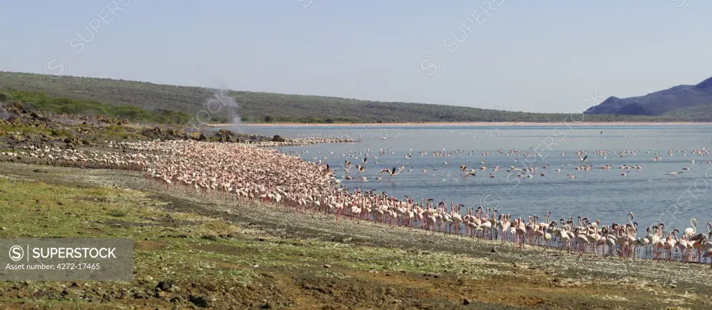 Kenya, Kabarnet, Lake Bogoria. Large concentrations of lesser flamingo (Phoenicopterus minor) fringe the shoreline of Lake Bogoria, an alkaline lake in Africa's Great Rift Valley, which is renowned for its dramatic scenery and volcanic steam jets.