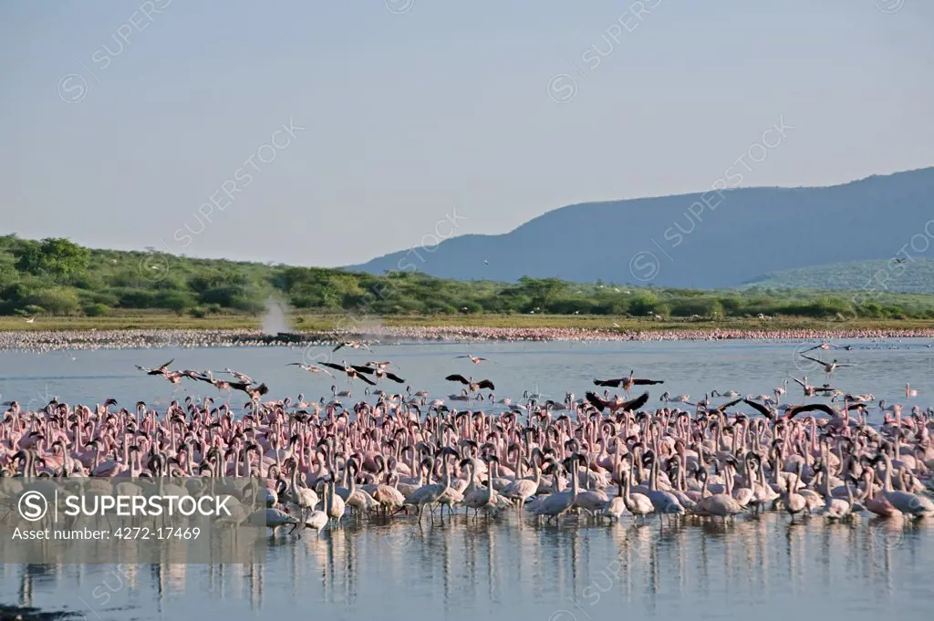 Kenya, Kabarnet, Lake Bogoria. In the early morning, flocks of lesser flamingo concentrate near the numerous hot springs at Lake Bogoria, an alkaline lake in Africa's Great Rift Valley.
