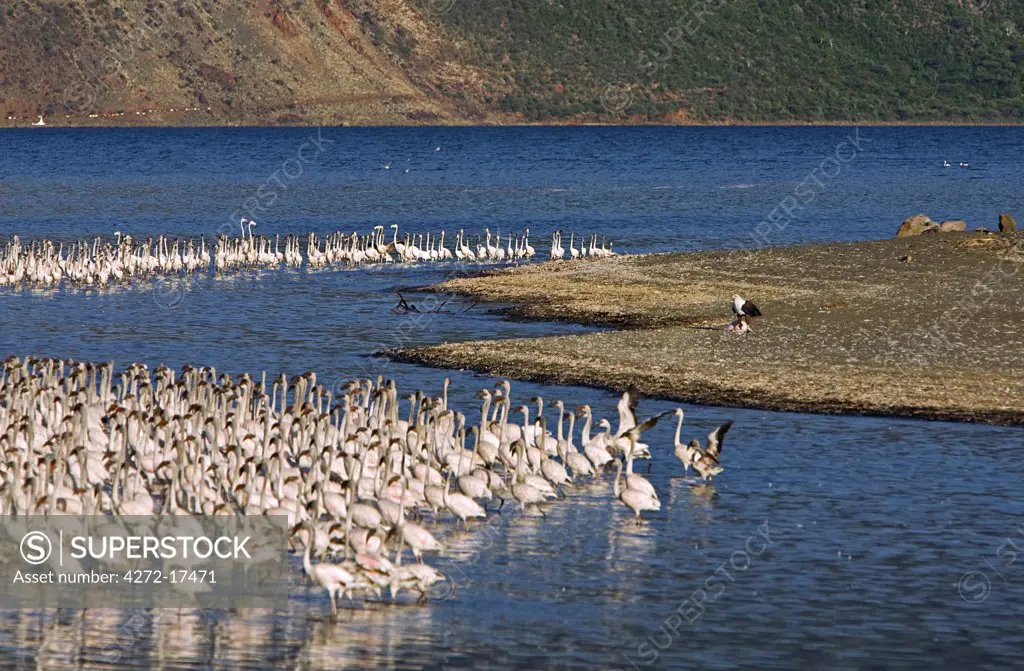 Kenya, Kabarnet, Lake Bogoria. In the late afternoon, a fish eagle devours a lesser flamingo at Lake Bogoria, an alkaline lake in Africa's Great Rift Valley. Fish eagles here have become accustomed to killing flamingo in the absence of fish.