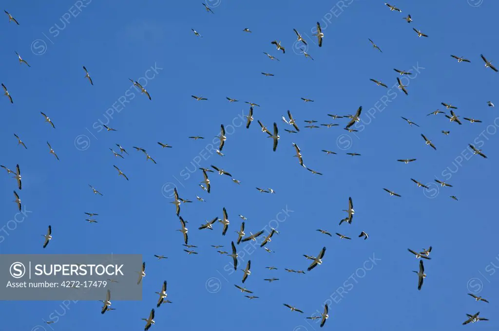 Kenya, Nakuru, Nakuru National Park. Flocks of Great White Pelicans spiral on thermals above Lake Nakuru.