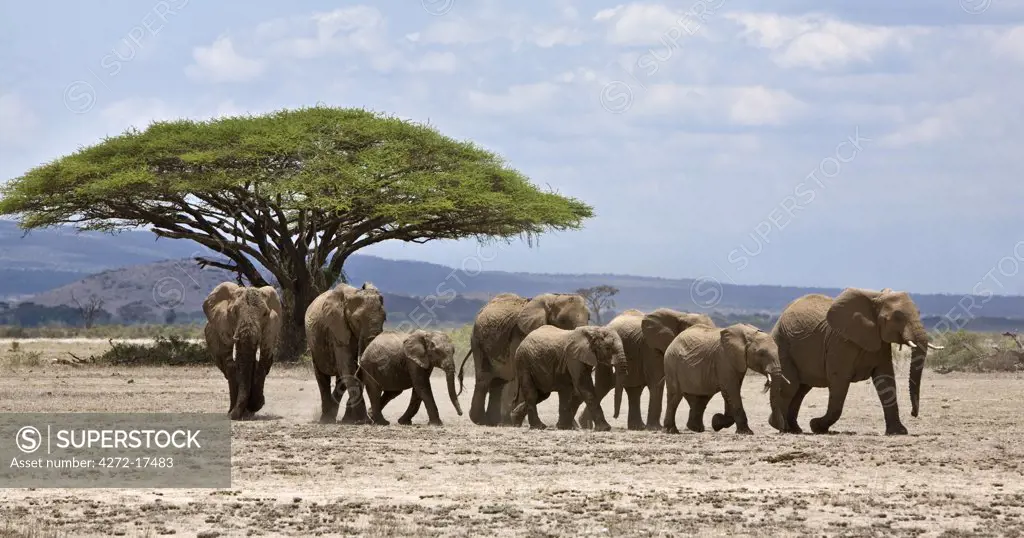 Kenya, Kajiado District, Amboseli National Park. A herd of elephants (Loxodonta africana) moves across open country in Amboseli National Park.