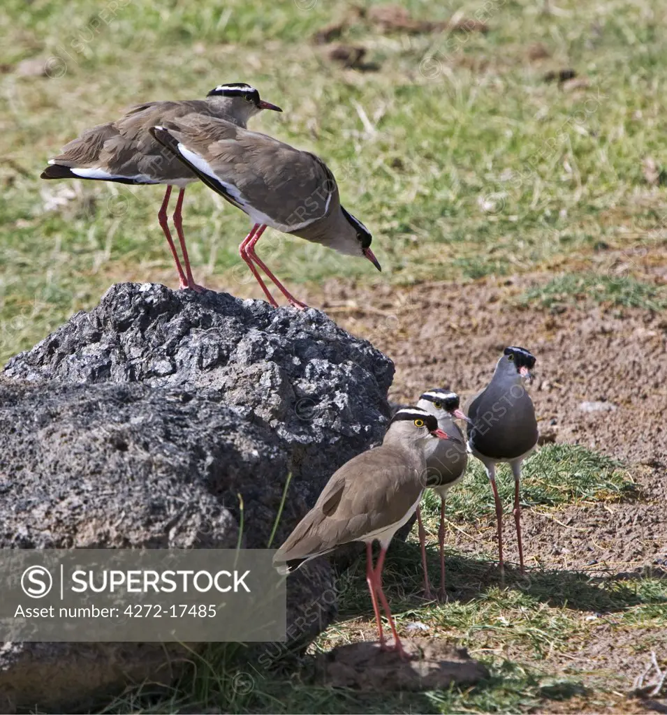Kenya, Kajiado District, Amboseli National Park. Crowned plovers (Vanellus coronatus) in Amboseli National Park.
