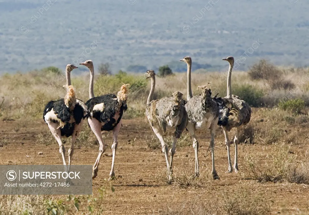 Kenya, Kajiado District, Amboseli National Park. A small flock of Maasai ostriches (Struthio camelus) in Amboseli National Park.