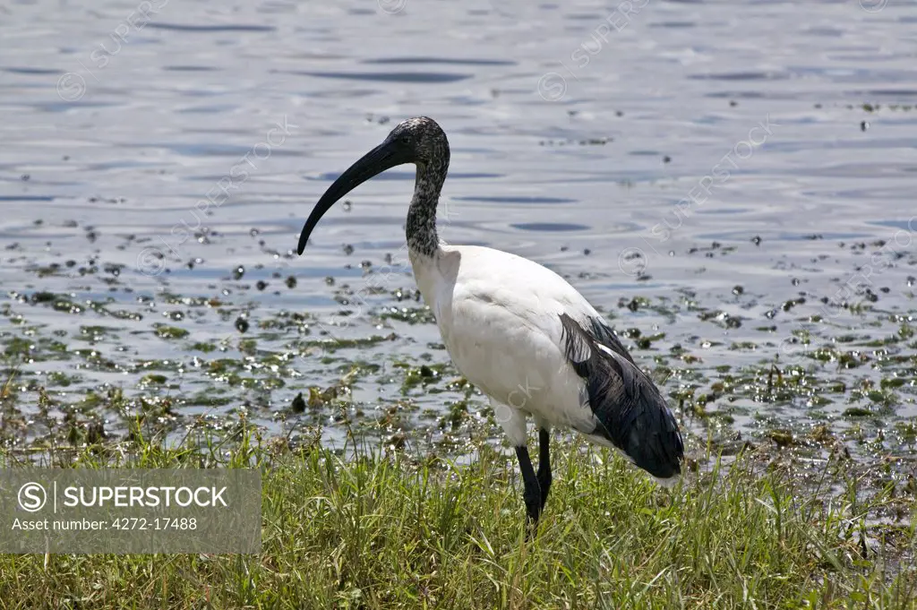 Kenya, Kajiado District, Amboseli National Park. A Sacred ibis (Threskiornis aethiopicus) beside the swamps at Amboseli National Park.