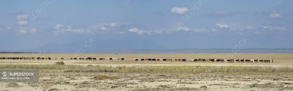Kenya, Kajiado District, Amboseli National Park. A herd of Maasai cattle trek across Lake Amboseli in the dry season. The 'lake water' in the distance is a mirage.