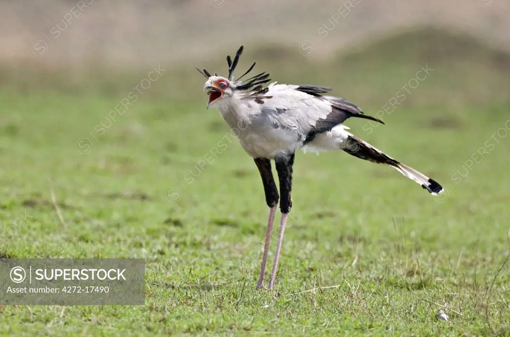 Kenya, Masai Mara, Masai Mara Game Reserve. A Secretary bird (Sagittarius serpentarius) swallows a small reptile.