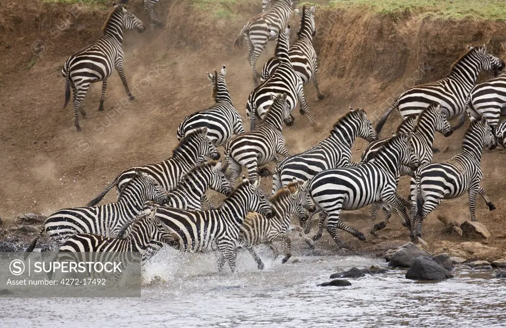 Kenya, Masai Mara, Masai Mara Game Reserve. A herd of common zebras (Equus quagga) panic at the Mara River.