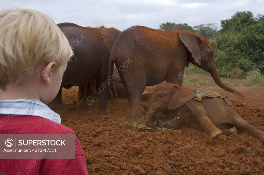 Kenya, Nairobi, David Sheldrick Wildlife Trust. A young boy watches the orphaned elephants take their daily dust bath at the Sheldrick elephant orphanage (MR).