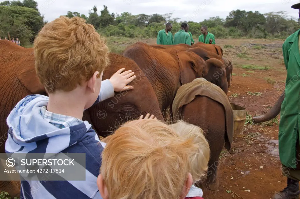 Kenya, Nairobi, David Sheldrick Wildlife Trust. A young boy pets one of the orphaned elephants at the elephant orphanage
