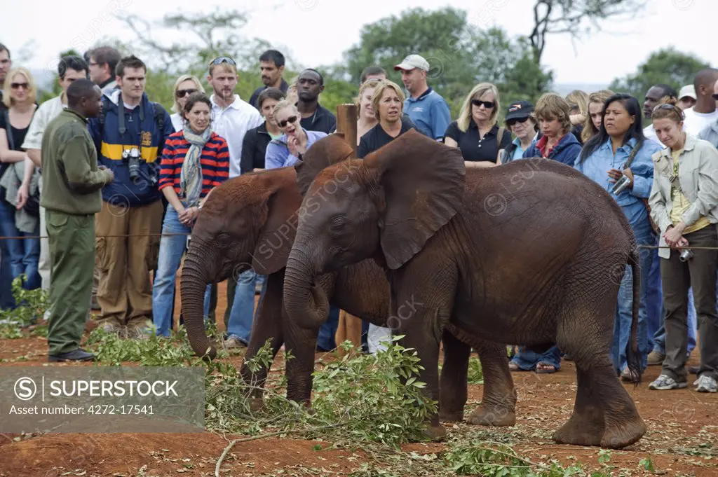 Kenya, Nairobi, David Sheldrick Wildlife Trust. Tourists watch the young elephants take their daily dust bath at the elephant orphanage.