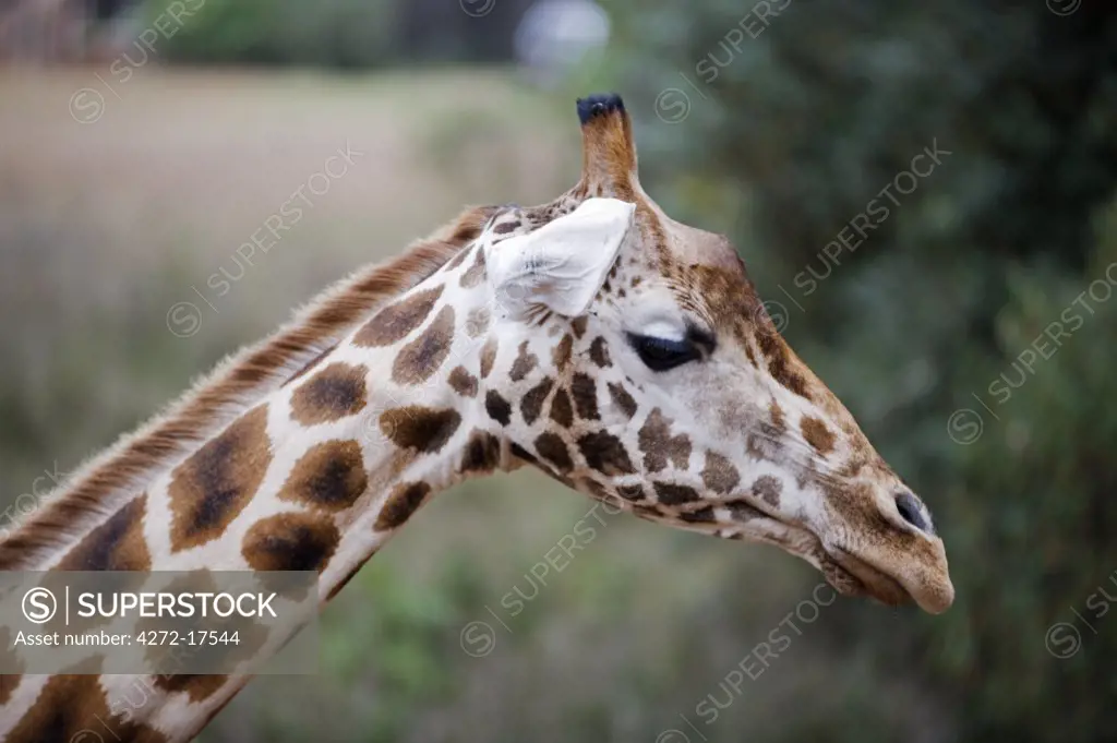 Kenya, Nairobi, Langata Giraffe Centre. Close up of the markings on the neck and head of a Reticulated Giraffe.