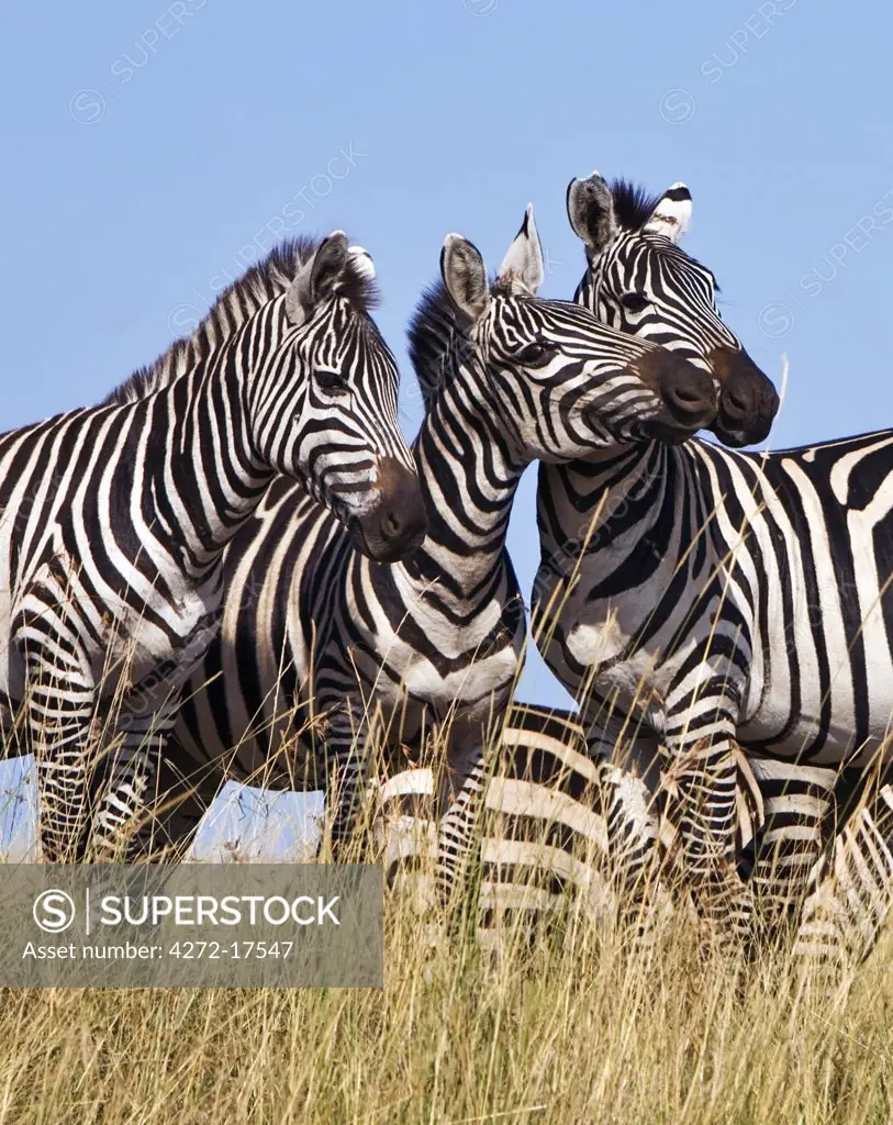 Africa, Kenya, Masai Mara, Narok district. Common zebras in the Masai Mara National Reserve of Southern Kenya.