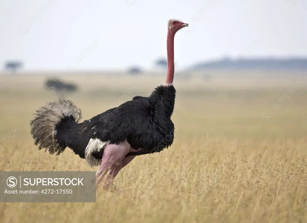 A cock Masai ostrich in full breeding colours in the Masai Mara National Reserve of Southern Kenya.