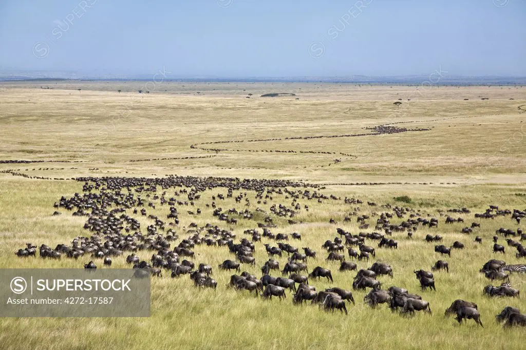 Kenya, Masai Mara, Narok District. Long columns of wildebeest zigzag through open grassy plains during the annual Wildebeest migration from the Serengeti National Park in Northern Tanzania to the Masai Mara National Reserve in Southern Kenya.