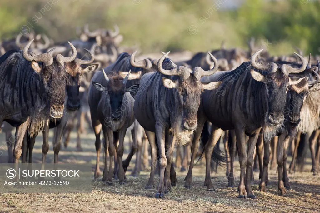 Kenya, Maasai Mara, Narok district. Wildebeest congregate near the Mara River during their annual migration from the Serengeti National Park in Northern Tanzania to the Masai Mara National Reserve in Southern Kenya.