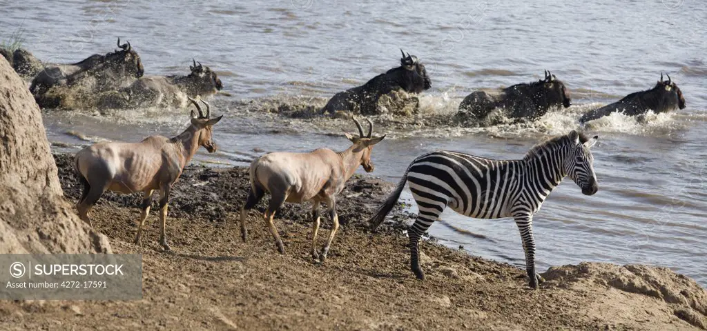 Kenya, Maasai Mara, Narok district. Watched by topi antelope and a common zebra, wildebeest swim across the Mara River during their annual migration from the Serengeti National Park in Northern Tanzania to the Masai Mara National Reserve in Southern Kenya.