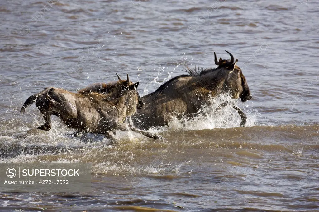 Kenya, Maasai Mara, Narok district. Wildebeest plunge across the Mara River during their annual migration from the Serengeti National Park in Northern Tanzania to the Masai Mara National Reserve in Southern Kenya.
